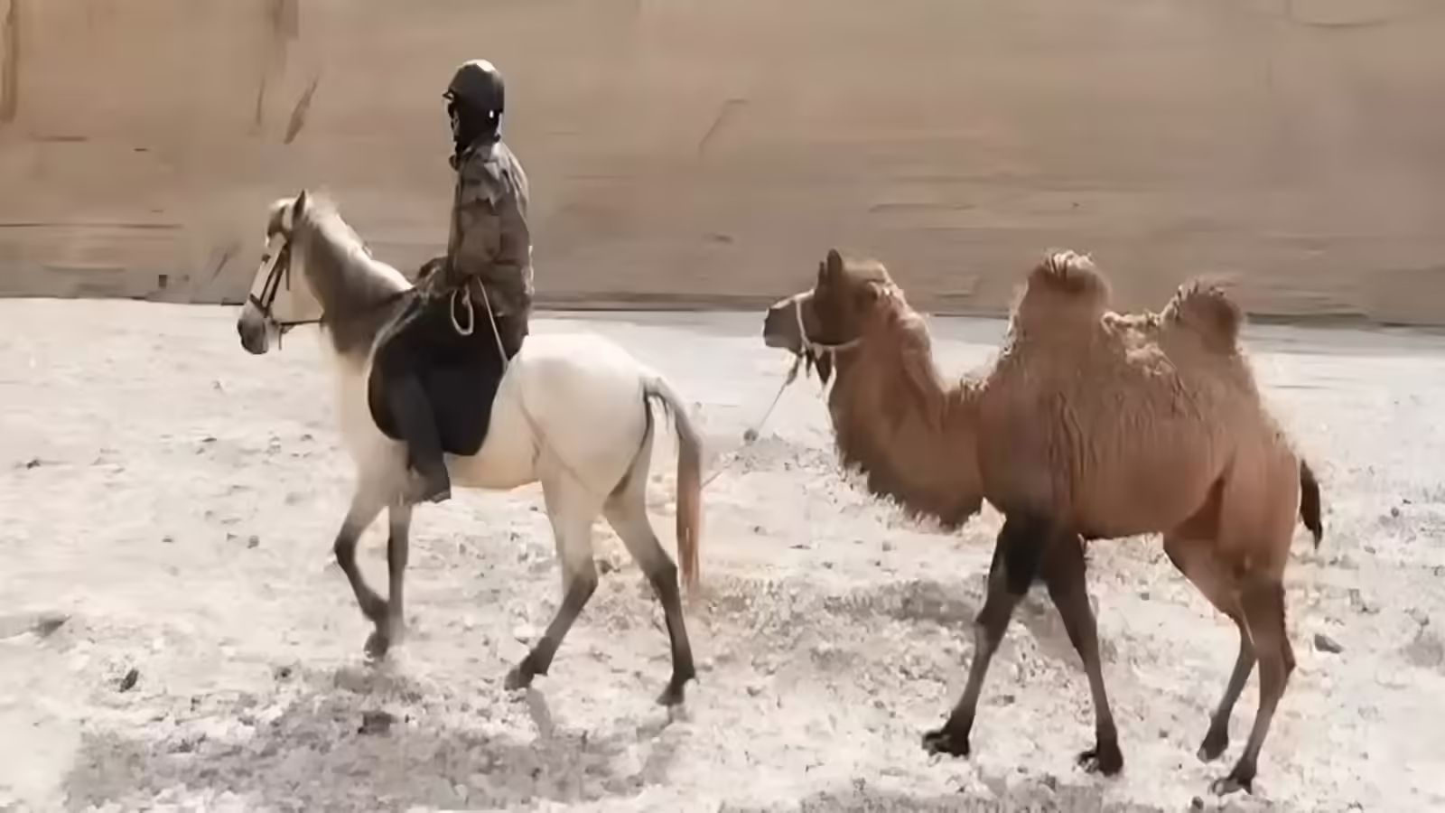 पहली बार गणतंत्र दिवस पर दिखेगा खास नजारा, कर्तव्य पथ पर डबल हंप ऊंट और जांस्कार  घोड़े आएंगे नजर