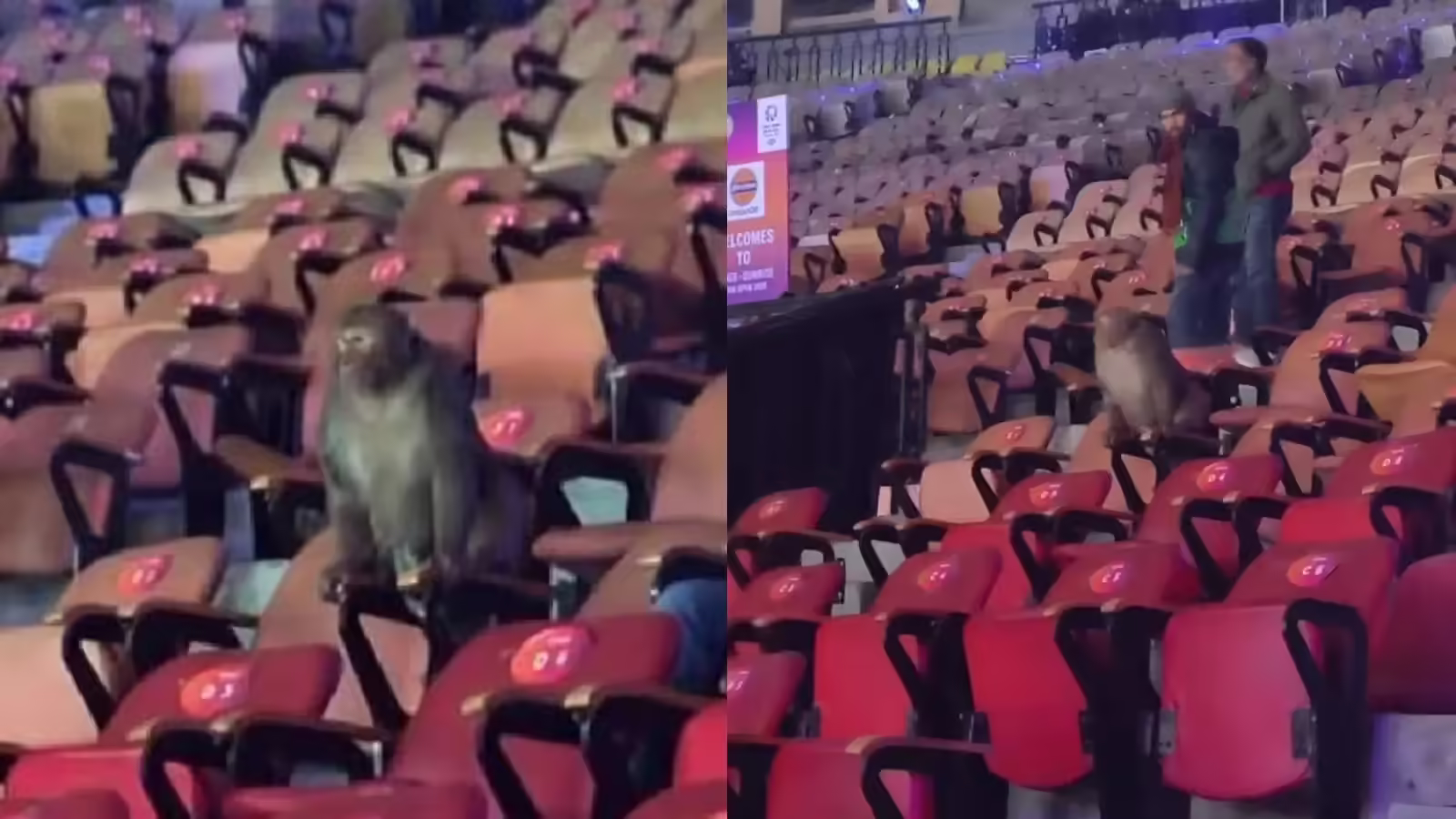 इंडिया ओपन में बढ़ता ही जा रहा बवाल, टूर्नामेंट के बीच में अब स्टैंड्स में पहुंच गया बंदर