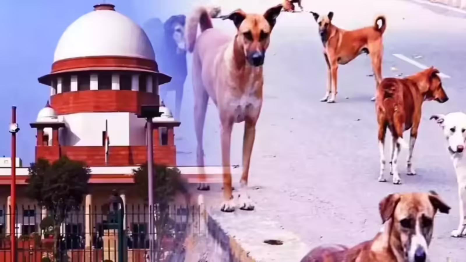 आवारा कुत्ते ने काटा तो किसकी होगी जिम्मेदारी? सुप्रीम कोर्ट ने कह दी बड़ी बात