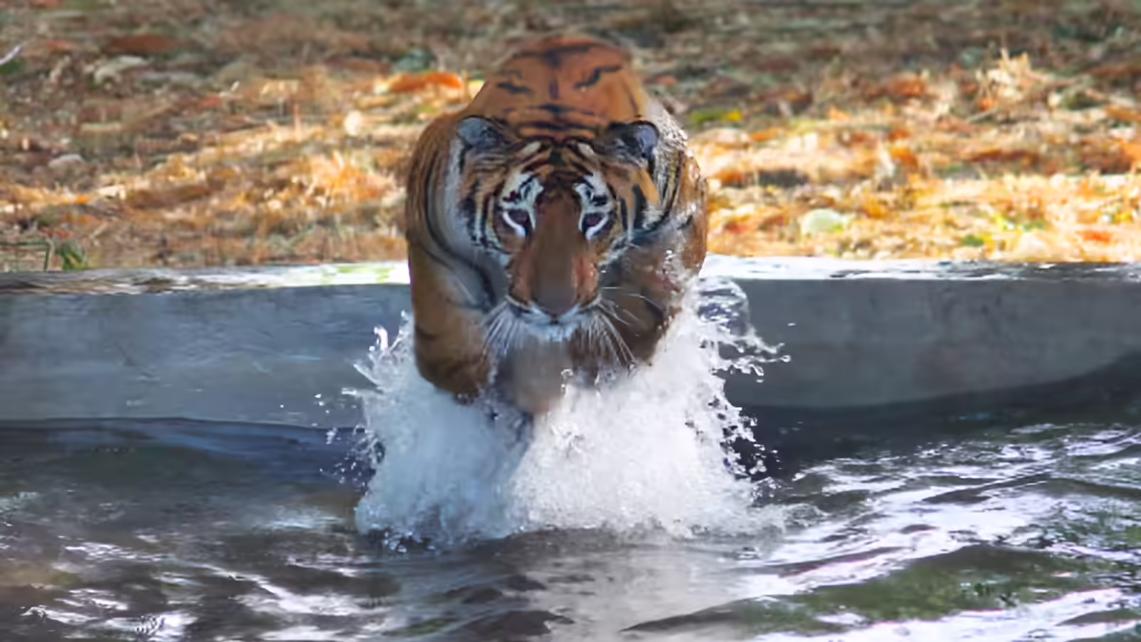 क्लाइमेट चेंज से बदल रहा बाघों का मिजाज,पिछले कुछ सालों हमलों के मामले भी बढ़े