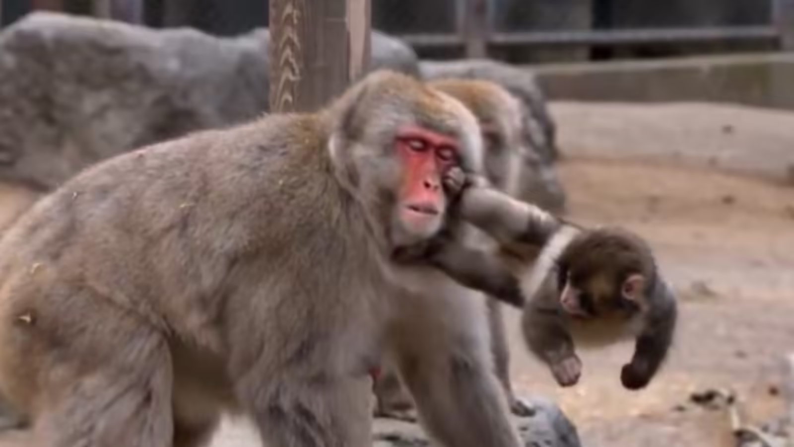 दुनिया में छाए मासूम बंदर Punch का AI Video, जू में परेशान करने वाले बंदरों को स‍िखाया सबक